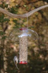 Peanut Feeder