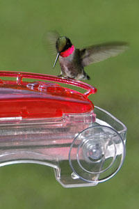 Ruby-throated Hummingbird