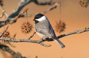 Chickadee